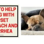 how to help a dog with upset stomach and diarrhea