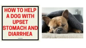 how to help a dog with upset stomach and diarrhea