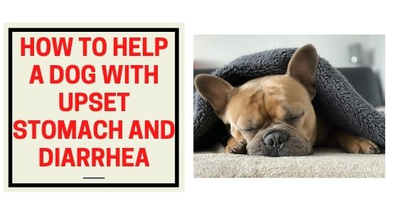 how do you help a dog with an upset stomach