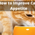 How to Improve Cat's Appetite
