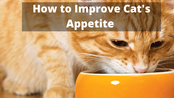 How to Improve Cat's Appetite