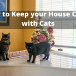 How to Keep your House Clean with Cats
