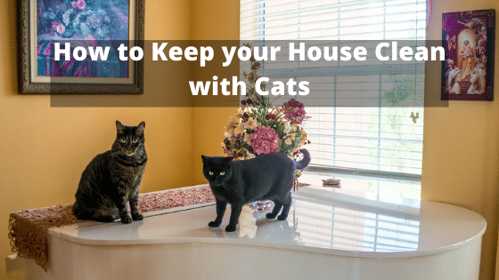 How to Keep your House Clean with Cats