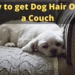 How to get Dog Hair Off of a Couch