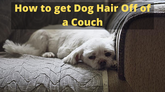 How to get Dog Hair Off of a Couch
