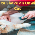 how to shave an unwilling cat