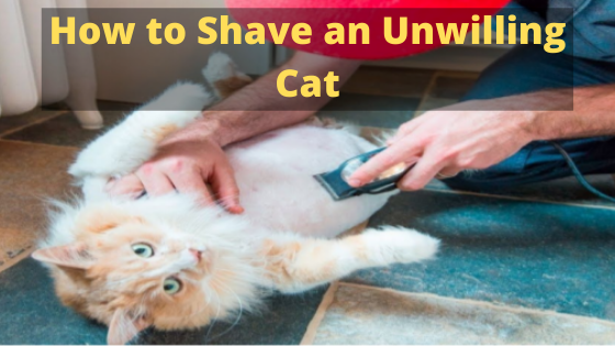 how to shave an unwilling cat