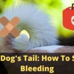 Cut Dog's Tail: How To Stop Bleeding