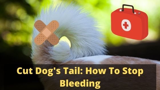 Cut Dog's Tail: How To Stop Bleeding
