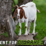Treatment for Diarrhea in Goats