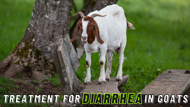 Treatment for Diarrhea in Goats