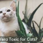 is aloe vera toxic for cats
