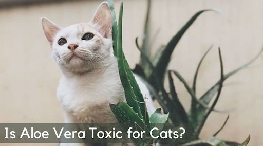 is aloe vera toxic for cats