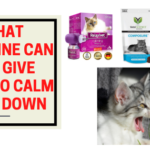 What Medicine Can You Give Cats to Calm Them Down