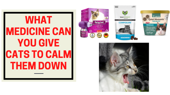 What Medicine Can You Give Cats to Calm Them Down The Kitty Expert