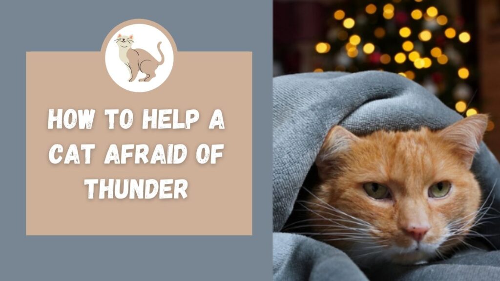 how to help a cat afraid of thunder