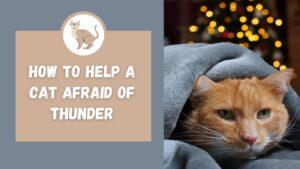 how to help a cat afraid of thunder