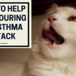 How to help a cat during an asthma attack