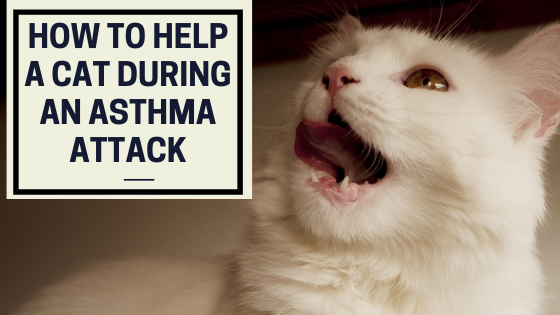 How to help a cat during an asthma attack