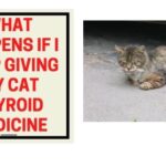 What Happens if I Stop Giving My Cat Thyroid Medicine