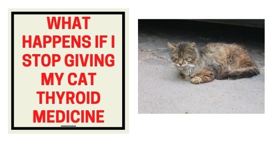 What Happens if I Stop Giving My Cat Thyroid Medicine