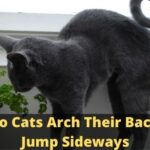 Why Do Cats Arch Their Backs and Jump Sideways