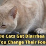 Why Do Cats Get Diarrhea When You Change Their Food