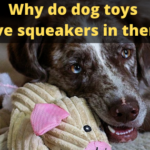 Why do dog toys have squeakers in them