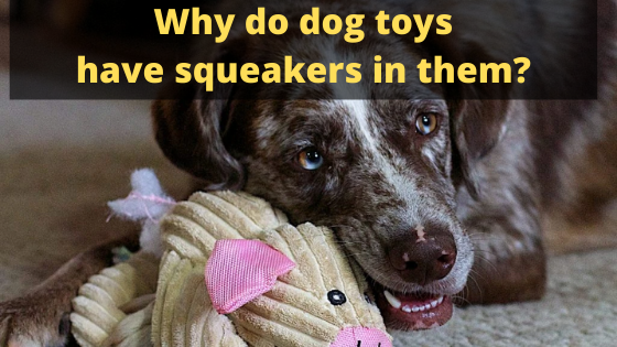 Why do dog toys have squeakers in them