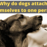 why do dogs attach themselves to one person