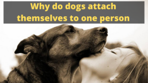 Why do dogs attach themselves to one person - The Kitty Expert