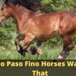 Why do Paso Fino Horses Walk Like That