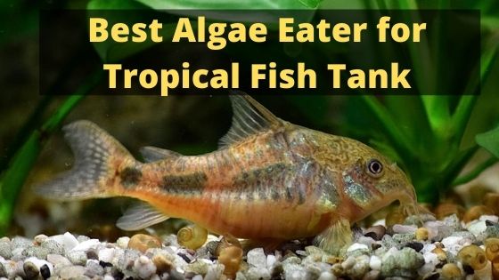 Best Algae Eater for Tropical Fish Tank