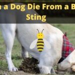 Can a Dog Die From a Bee Sting