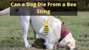Can a Dog Die From a Bee Sting