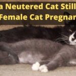 Can a Neutered Cat Still Get a Female Cat Pregnant