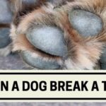 Can a Dog Break a Toe