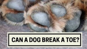 Can a Dog Break a Toe