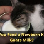 Can You Feed a Newborn Kitten Goats Milk
