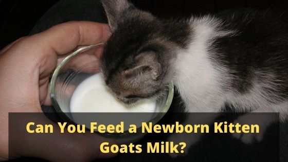 Can You Feed a Newborn Kitten Goats Milk