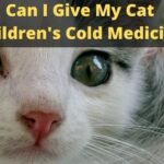 Can I Give My Cat Children's Cold Medicine