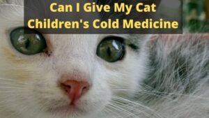 Can I Give My Cat Children's Cold Medicine