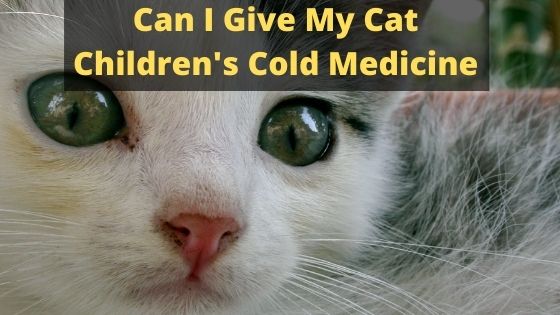 Can I Give My Cat Children's Cold Medicine