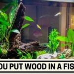 Can You Put Wood in a Fish Tank