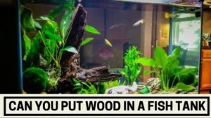 Can You Put Wood in a Fish Tank