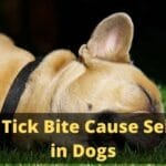 Can a Tick Bite Cause Seizures in Dogs