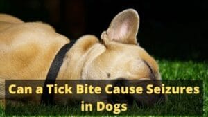 Can a Tick Bite Cause Seizures in Dogs