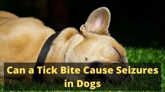 can lyme disease cause sizures in dogs