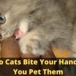 Why Do Cats Bite Your Hand When You Pet Them