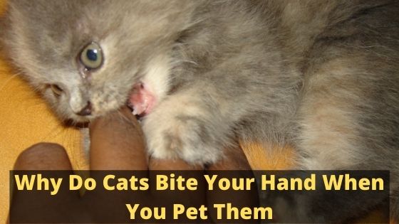 Why Do Cats Bite Your Hand When You Pet Them